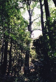 光明寺のケヤキの写真