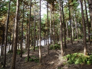 森林整備後の写真
