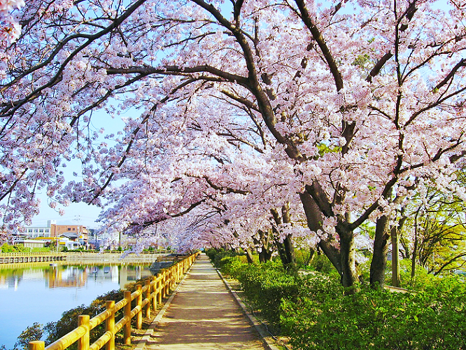 八条ヶ池の桜の写真