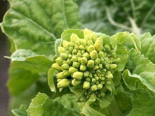 花菜は長岡京市の早春の味の写真