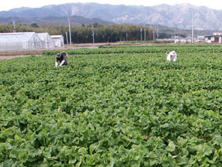 井ノ内地区の花菜畑