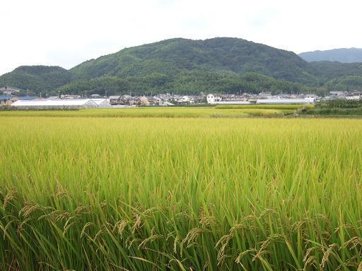 長岡京市の農地の写真