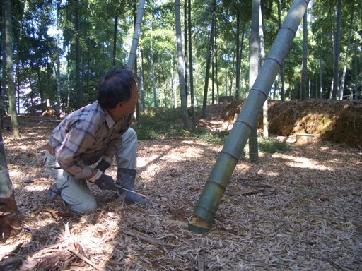 古い親竹の伐採作業をする男性の写真