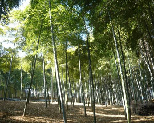 天神地区の竹林