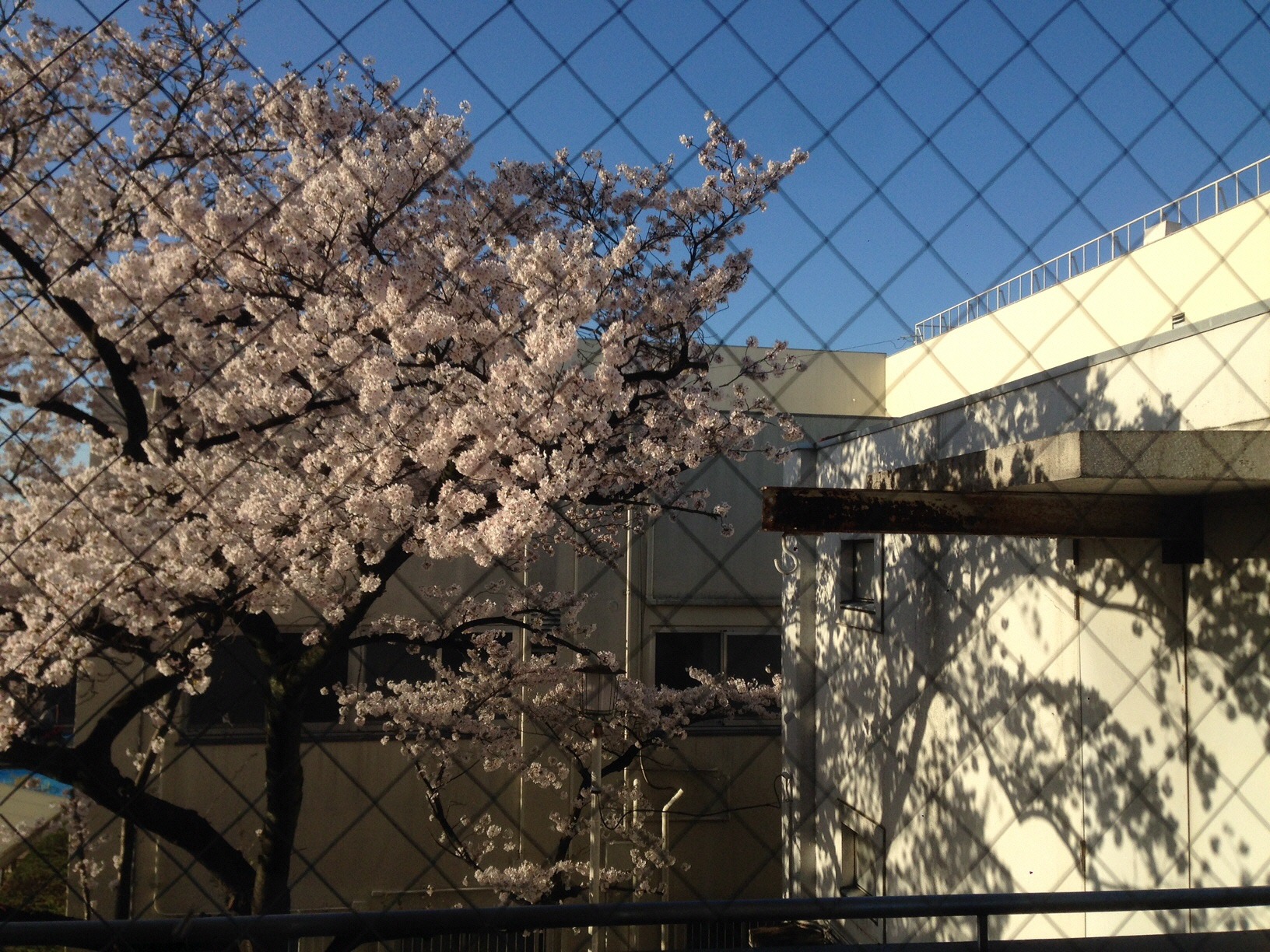 市長室から見た桜