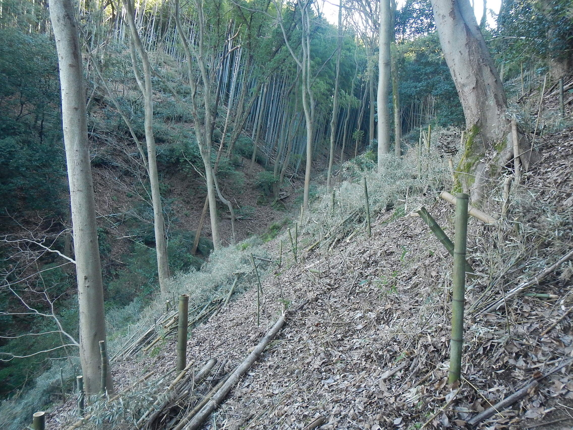 竹林整備後の写真