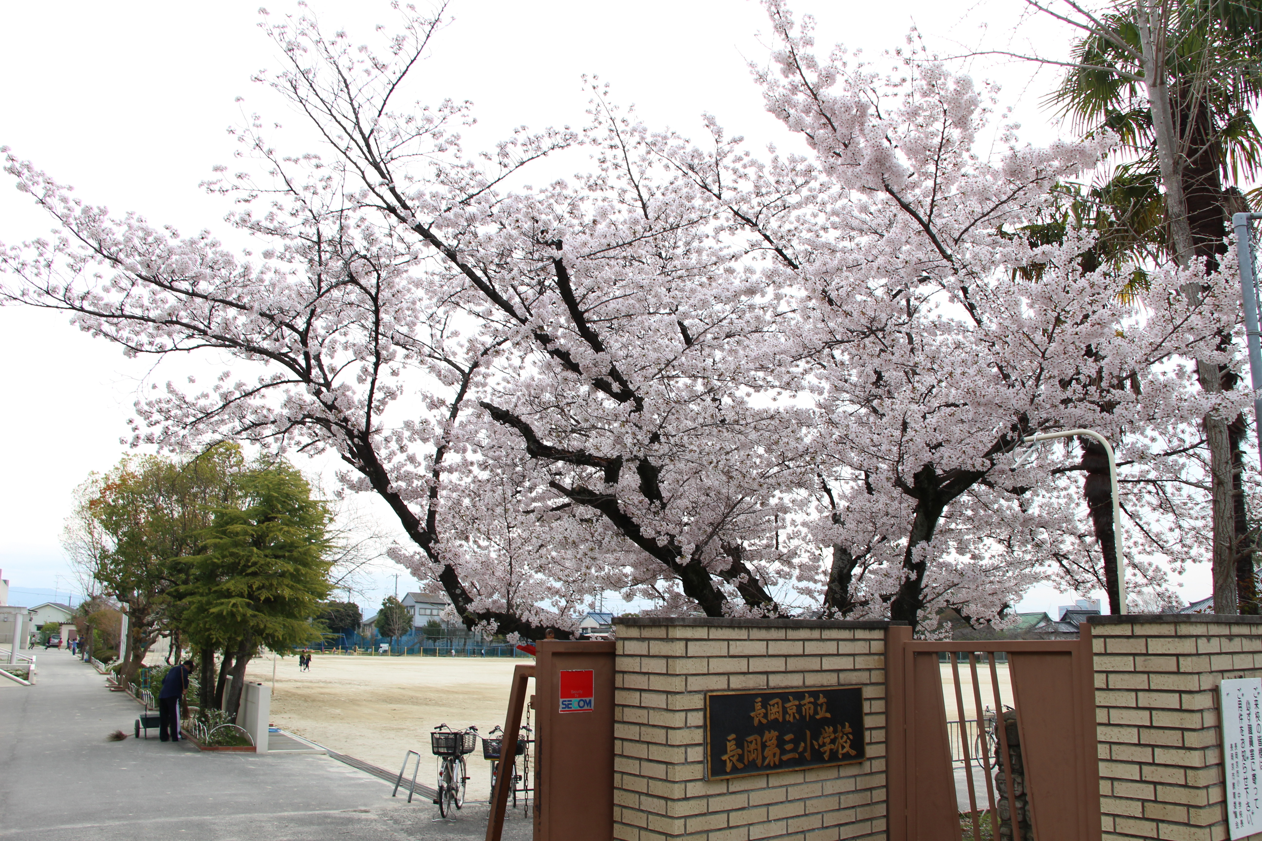 入学式で満開の桜