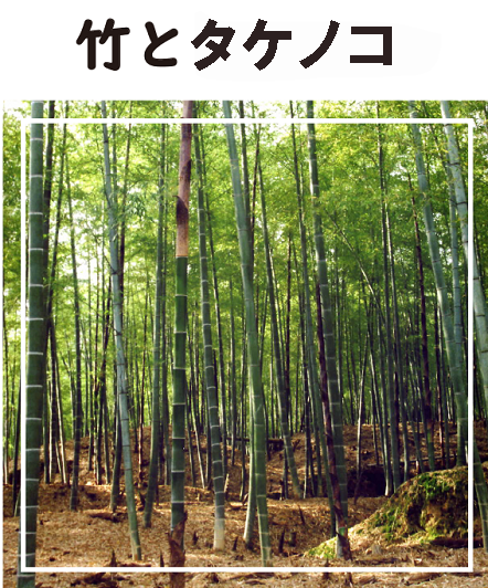 竹とタケノコ