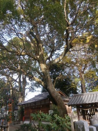 角ノ宮神社のクスノキの写真2