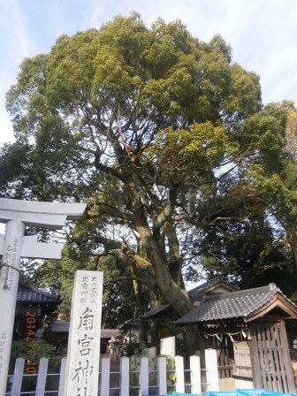 角ノ宮神社のクスノキの写真1