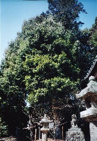 走田神社のヤマモモの写真1