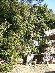 走田神社のヤマモモの写真2