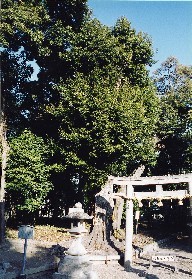 赤根天神社のシイの写真