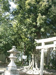 赤根天神社のシイの写真2