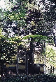子守勝手神社のモミの写真1