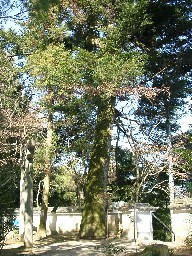 子守勝手神社のモミの写真2