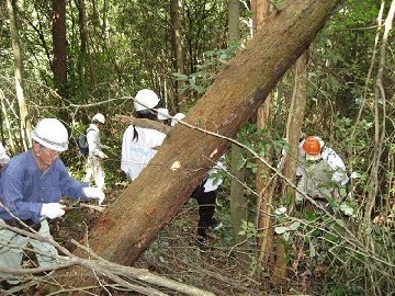 雑木林の除間伐の様子の写真