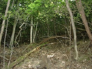 長法寺人参原地区の森林の写真