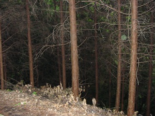 森林整備前の写真