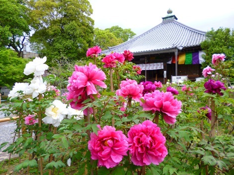 乙訓寺本殿とボタンの写真