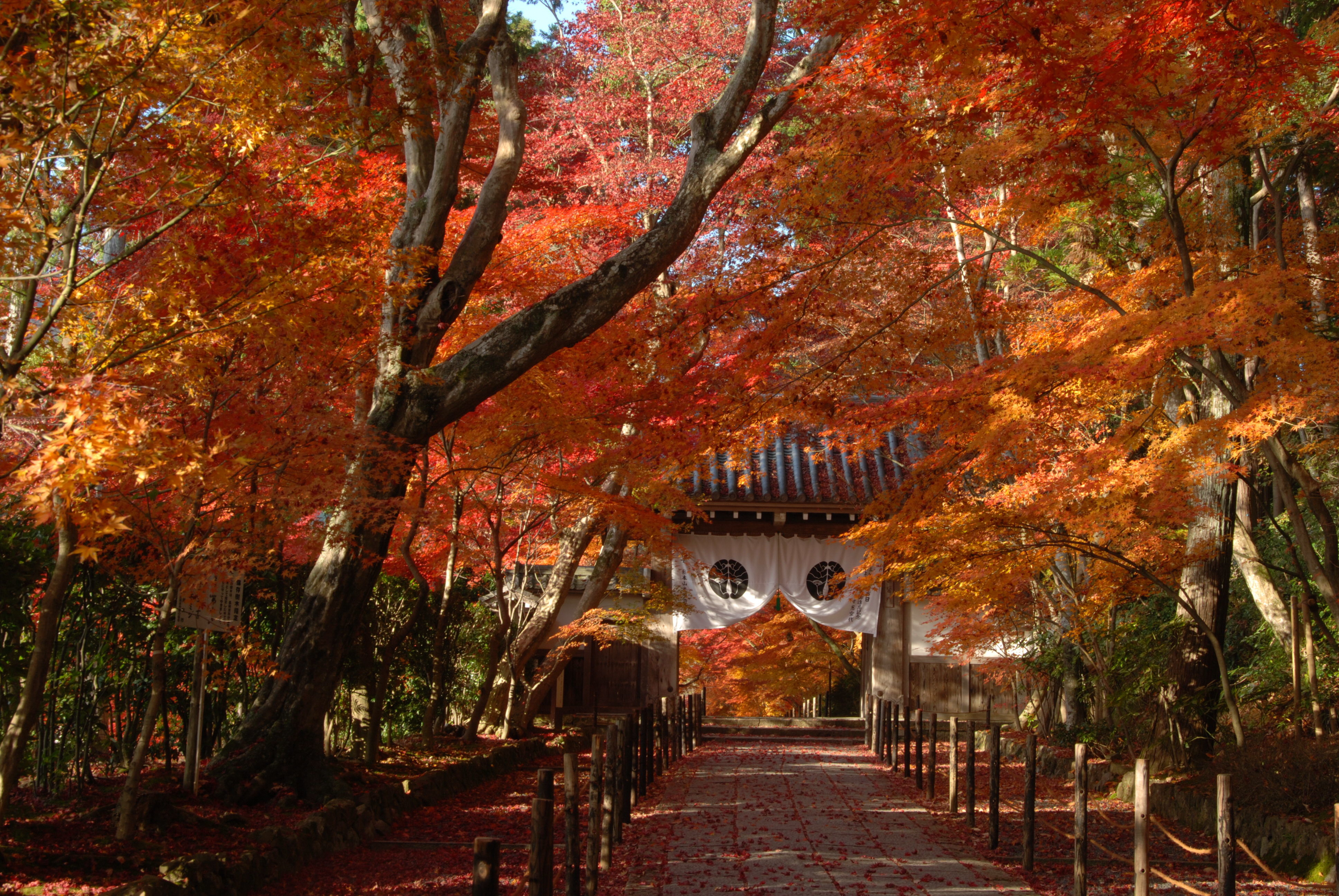 光明寺の紅葉の写真