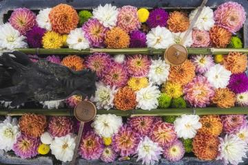 柳谷観音楊谷寺のあじさい花手水