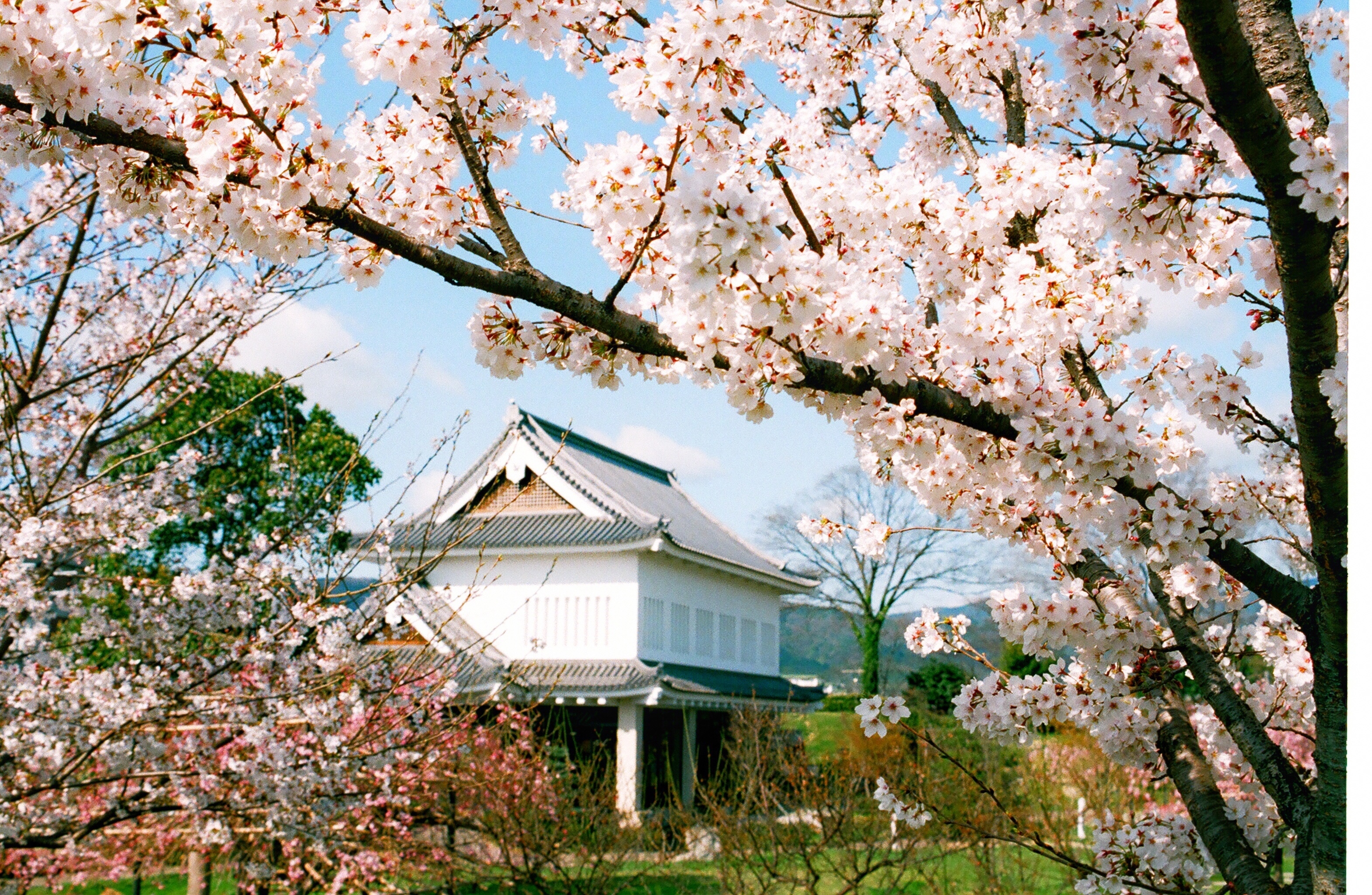 勝竜寺城公園　桜