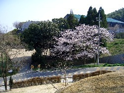 散策路からの風景の写真