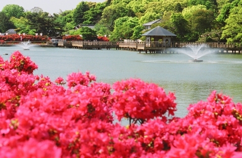 八条ヶ池に咲くキリシマツツジと水上橋の写真