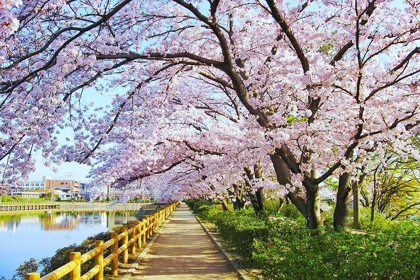 八条ヶ池の桜