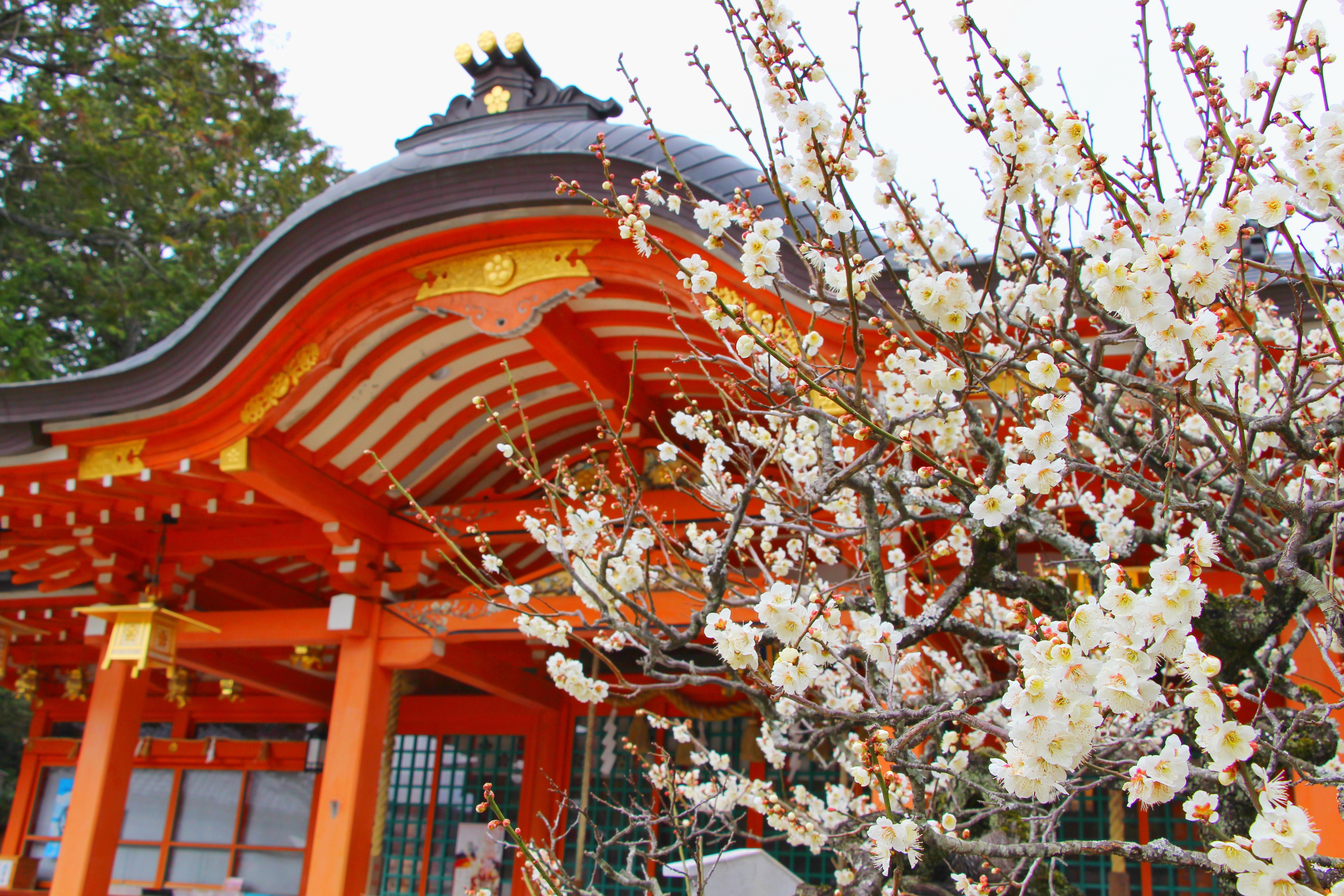 長岡天満宮の梅