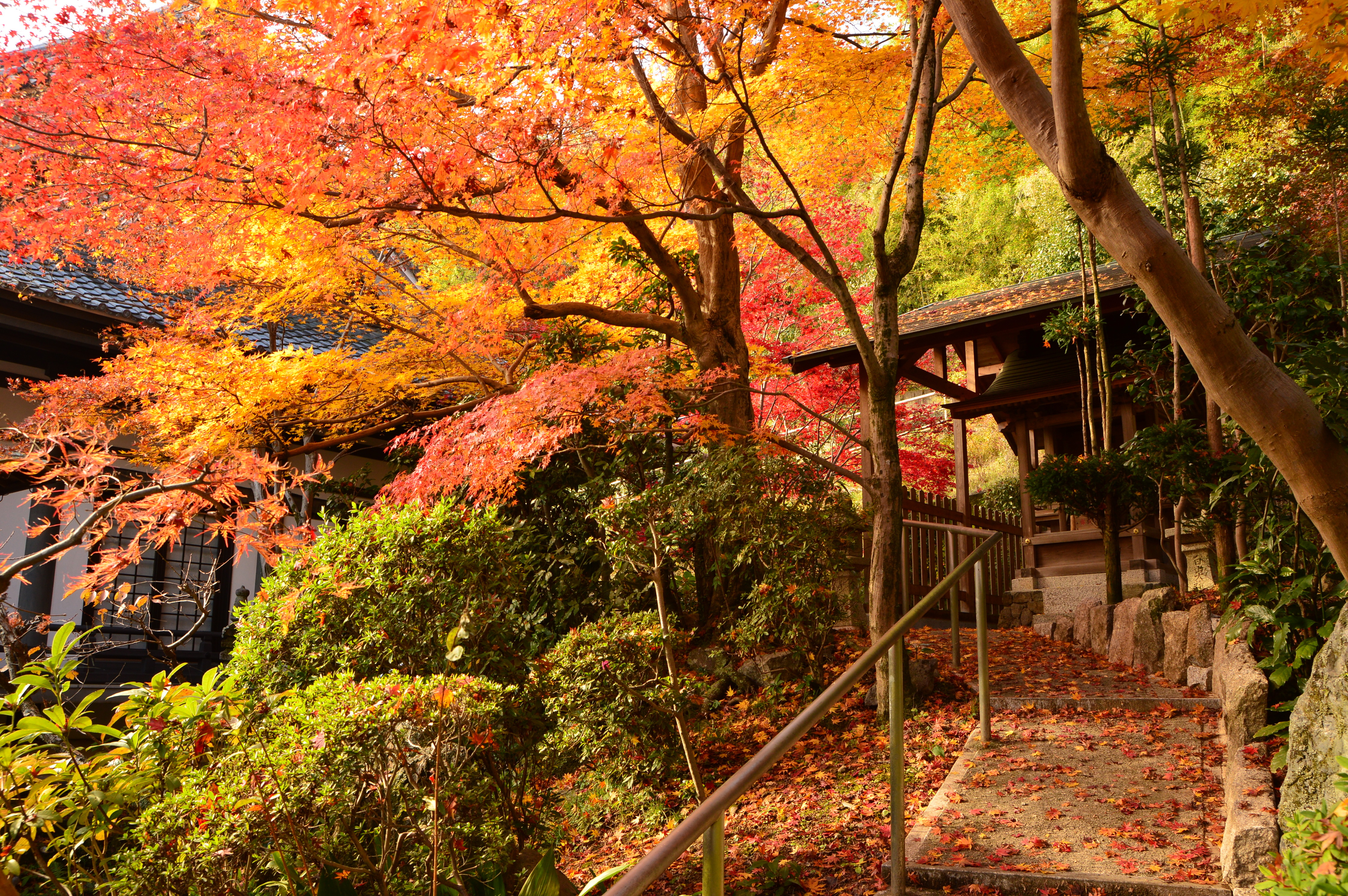 長法寺の紅葉