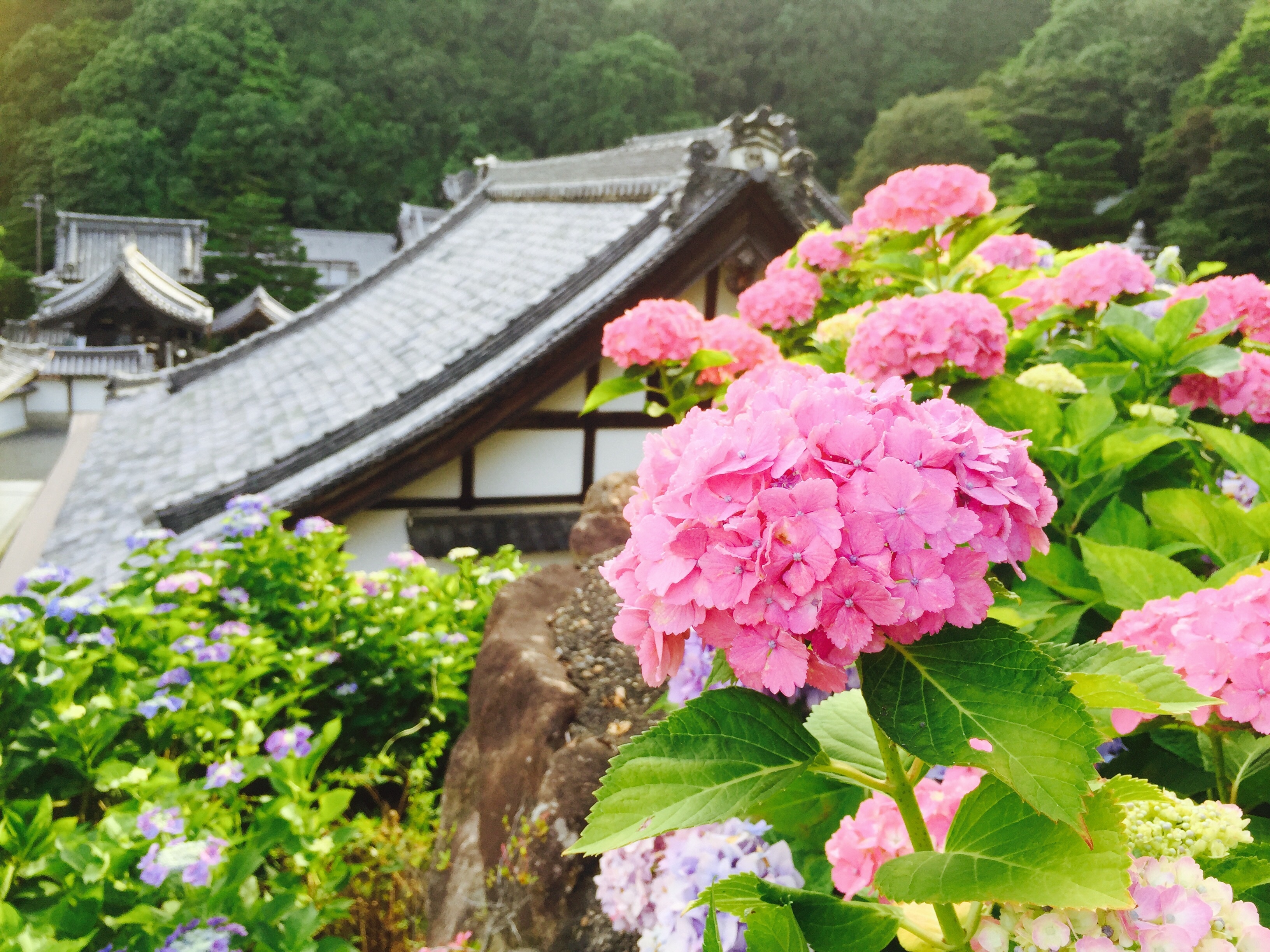 柳谷観音楊谷寺のあじさい