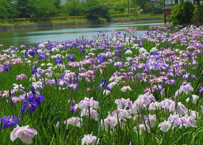 八条ヶ池の写真