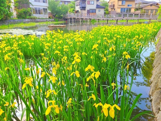 八条ヶ池キショウブの写真