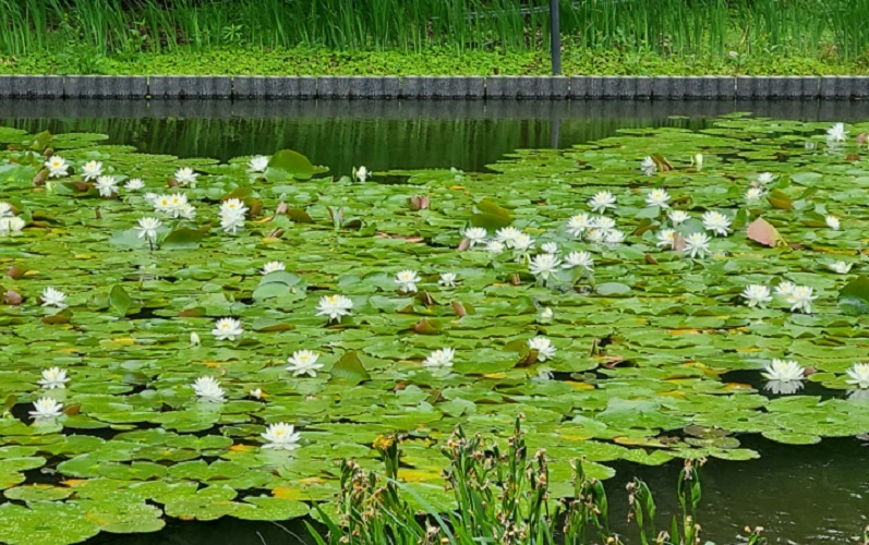 八条ヶ池のスイレンの写真