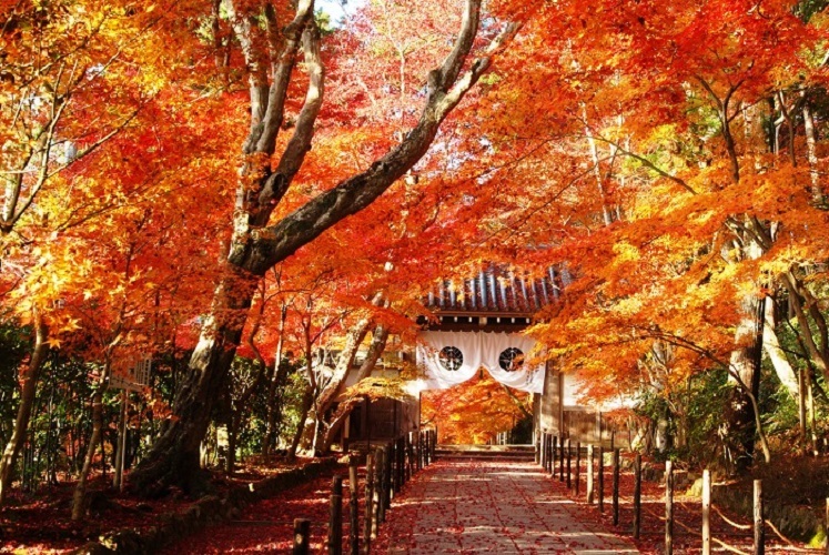 光明寺紅葉の写真