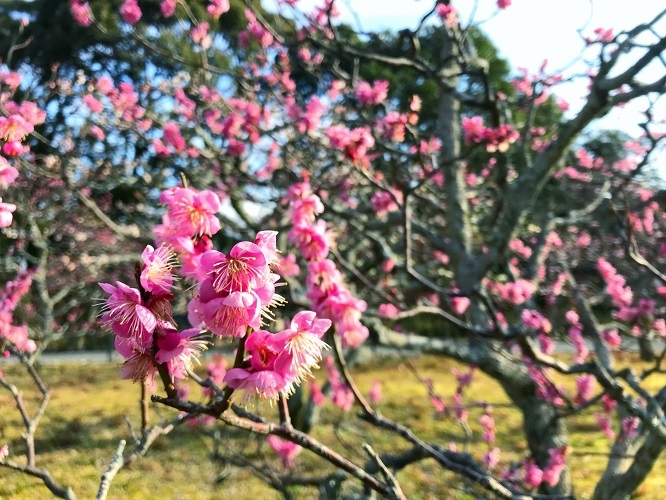 長岡公園の梅