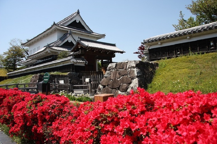 勝竜寺城公園のキリシマツツジ