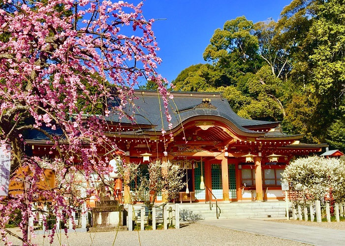 長岡天満宮の梅の写真