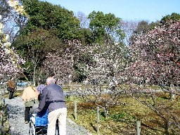 梅園の写真