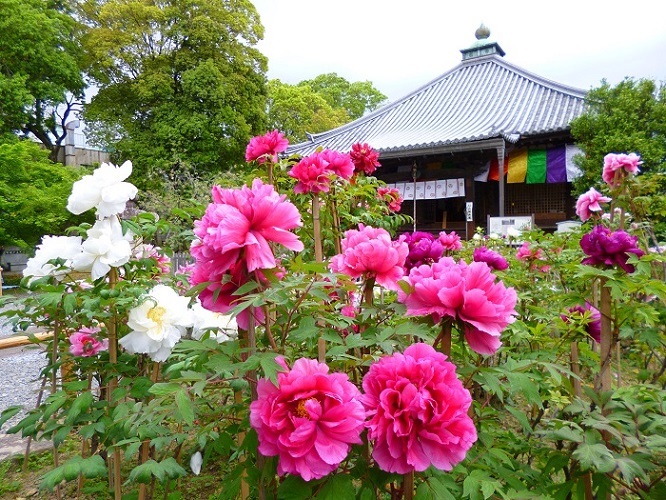 乙訓寺のボタン