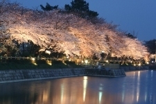 桜ライトアップの写真