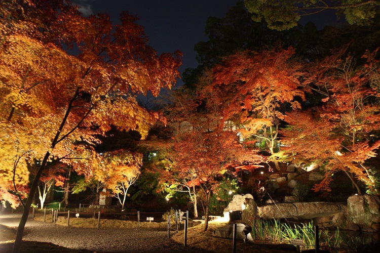 長岡天満宮紅葉ライトアップ