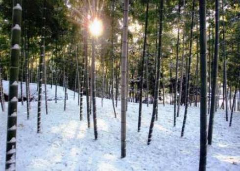 努力賞　冬の竹林の朝日