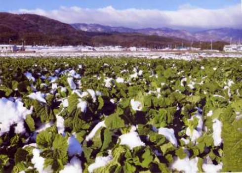 優秀賞　西山の冬景色と花菜畑