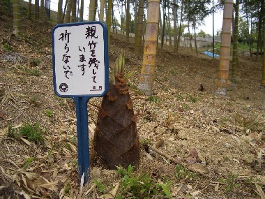 竹のプランターの写真