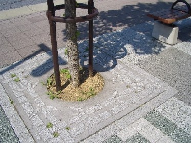 モミジバフウの街路樹の写真
