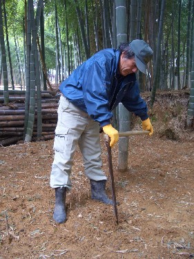 長いホリをたけのこの横へさし込む