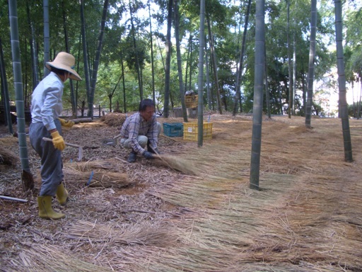 竹林にワラを敷く男性の写真